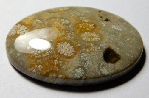 Fossil Coral